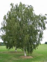 BETULA PENDULA (SILVER BIRCH)